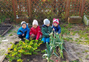 Dzieci oglądają warzywa w przedszkolnym ogródku.